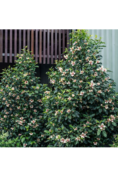 Магнолія левіфолія White Caviar опис